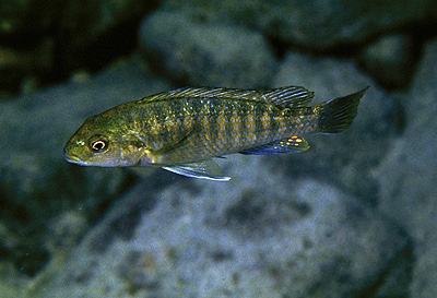 Iodotropheus stuartgranti 'Gome'